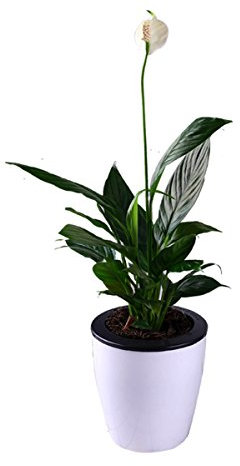 Decoración para el hogar, riego de flores con ventosas para macetas, soporte para ventanas, jardines, exteriores., Resina, Oval, M