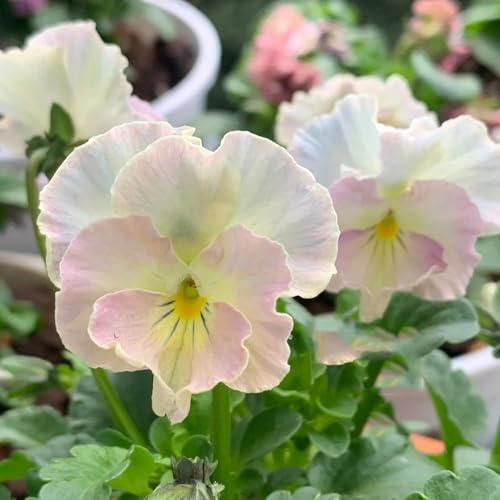 semi di viola del pensiero - perenni resistenti decorazione da giardino 400pcs