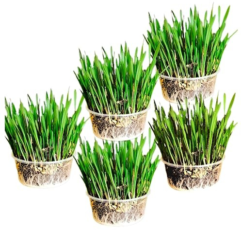 Ambrozia NP Cat Grass Kit x5 Pack – Oat