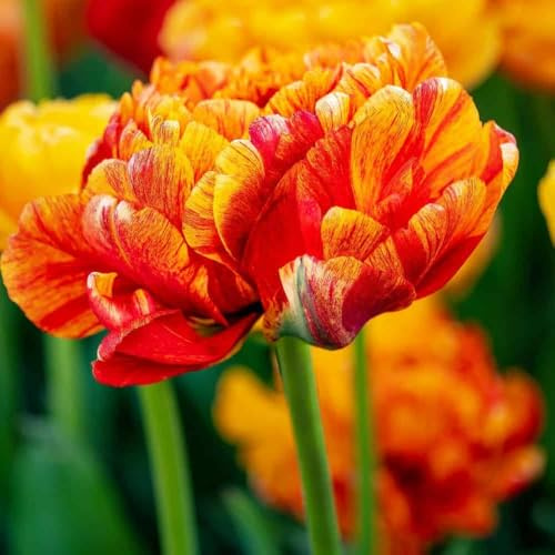 Tulpanlökar Sunlover - 30 blomlökar - lökstorlek 11/12 - orange/röd/gul, dubbelblommig, vårblommande, vinterhärdig - direkt från odlaren - Flowerbulbs Amsterdam