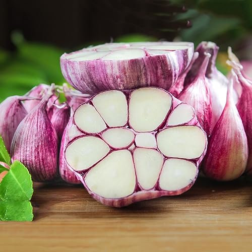 100 pcs knoblauch samen winterhart - Allium sativum - alte gemüsesorten samen kräutergarten knoblauch zum pflanzen kaufen, winterknoblauch pflanzknoblauch, pflanzen samen geschenke