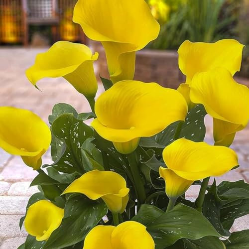 Calla zwiebeln,winterharte,calla lily,calla zwiebeln winterhart mehrjährig,calla outdoor,calla knollen angebot,calla pflanze knolle,calla pflanze echt,calla lily plants live.-2zwiebeln-D