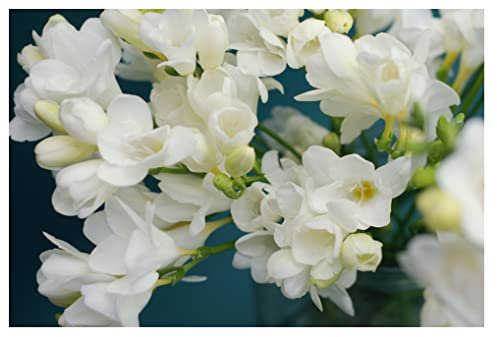 10x Freesia Double White Summer Flowering Bulbs Garden Plant Corms Wedding Fragrant Cut Flowers Size 5/6