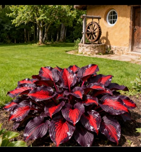 Hosta tolerante a la sombra/Fácil de cultivar en interiores y exteriores/Decoración perenne fácil de cultivar-6 rizoma-D