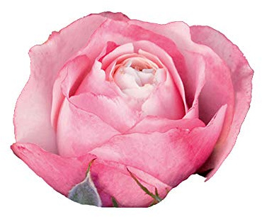 Dolcezza®, rosaio vivo Rose Barni®, rosa in vaso profumata ad effetto massivo, pianta a portamento eretto, ideale in aiuole miste e monocromatiche, rifiorente fino in autunno cod.72029