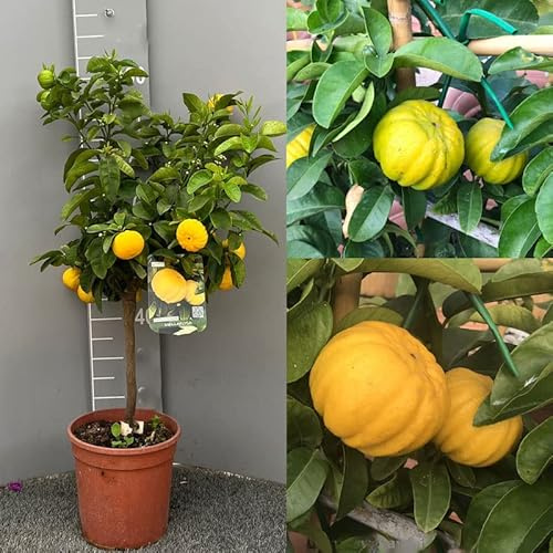 Planta de limón SAVINI VIVAI, árbol de cítricos Limón Mellarosa en maceta de 22/24 cm altura 70 cm 3 años de injerto, fabricado en Italia