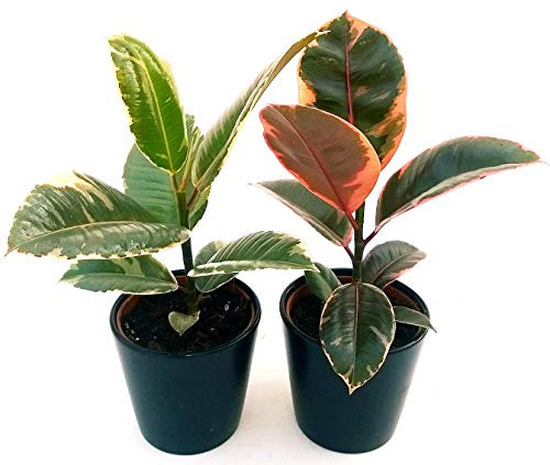 POWERS TO FLOWERS - FICUS ROBUSTA BELIZE e TINEKE, 2 PIANTE vaso 12cm, piante vere