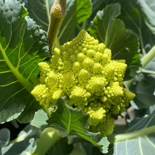 Semi di cavolfiore - invernali esotico resistenti per giardini rocciosi vecchie varietà di aromatiche da giardino verdi raro giardino sul 80pcs