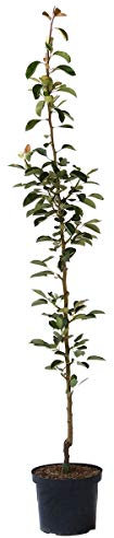 Säulenbirne Condora Syn. Condo Birnenbaum als Säulenobst 140-175 cm im 10 Liter Topf auf Quitte A