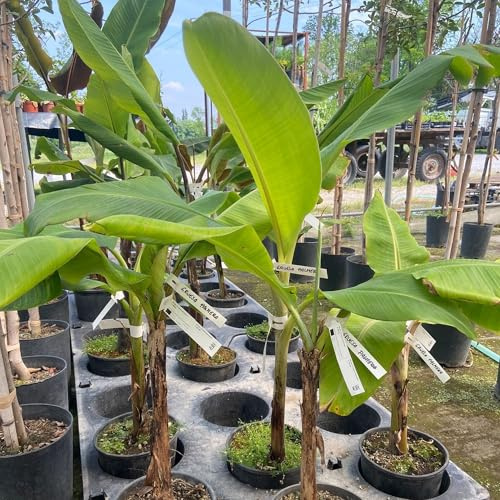 Vivai le Georgiche - Pianta vera di Musa Gruesa palmera Banano delle Canarie - vaso Ø 18 cm - altezza alla vendita 60-80 cm