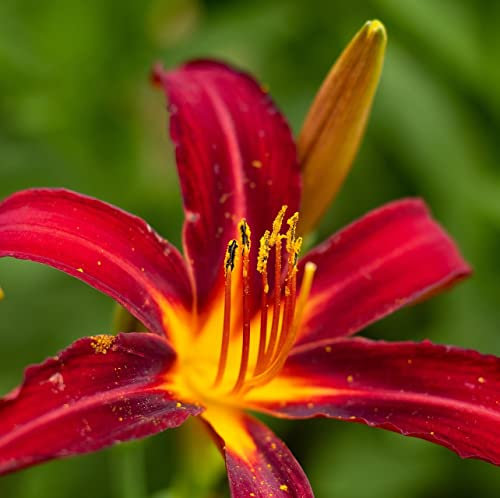 12 unidades o 1 m² Lirio de día, Hemerocallis 'Sammy Russell' - Hemerocallis 'Sammy Russell' Maceta 9x9 cm