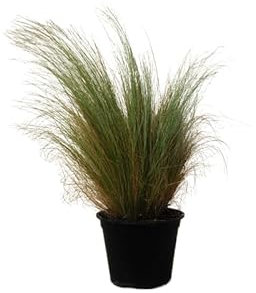 Stipa Natural Embellece tu Exterior con esta Planta Ornamental