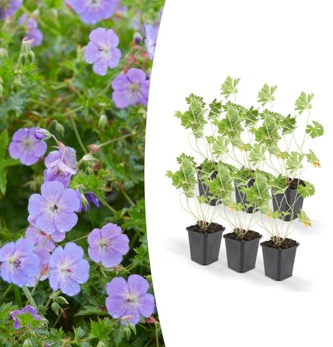 Trendyplants - Geranium Rozanne - 12 pièces - Bec de cigogne - Hauteur 20-30cm - Pot Ø9cm