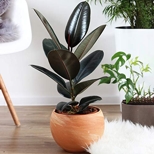 1 x Ficus Abidjan | Best Indoor Plant Gift for Sale | Perfect for Home or Office