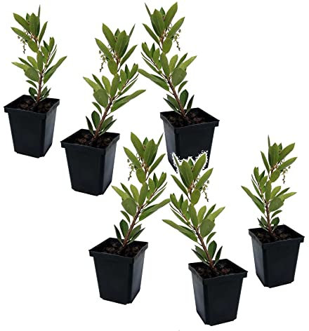 Plant in a Box - Arbutus Unedo - Erdbeerbaumpflanze - 6er Set - Topf 9cm - Höhe 25-40cm