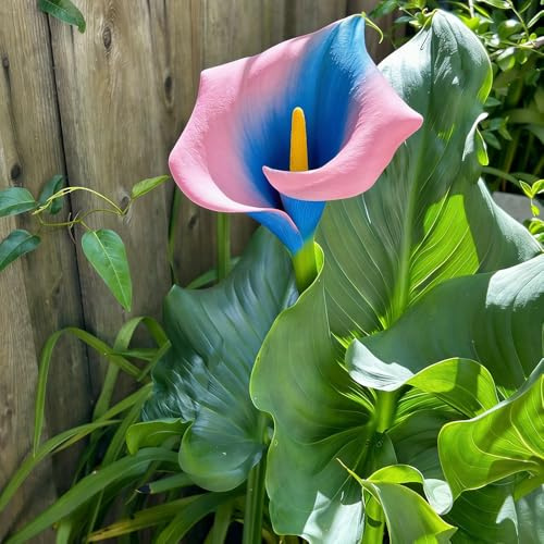 bulbi di calla, d'appartamento esotiche all'aperto bulbosi tappezzanti da resistenti, arredamento del soggiorno giardino interno da 2pcs