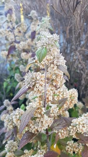 Buddleia auriculata/Arbre aux papillons d'hiver/Conteneur de 3 à 4 litres/Arbuste parfumé