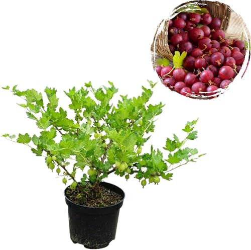 Set of 4 Pixwell Gooseberry Live Plants, 5–7 Inch Tall Gooseberry Starter Bushes for Outdoor Planting, Red Gooseberries Shrubs for Garden or Containers