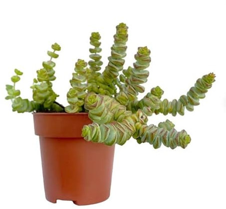 Collar de Jade Planta Crasa Natural para Decorar el Hogar