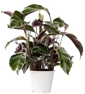 Plant in a Box - Calathea 'Fusion-Weiß' - Korbmarante - Luftreinigende Zimmerpflanze - Schönen Blättern - Topf 14cm - Höhe 30-40cm