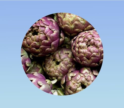 40 graines d' artichaut violet de provence/artichoke purple