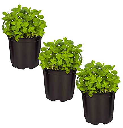 Menta Hierbabuena Pack de 3 Plantas Naturales Refrescantes para Infusión