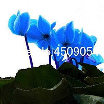VISA STORE Ses! 50pcs nuovo Cyclamen Bonsai Seedsseeds, Ciclamino floreslings semi, primule giardino, l'inverno in giardino: 10