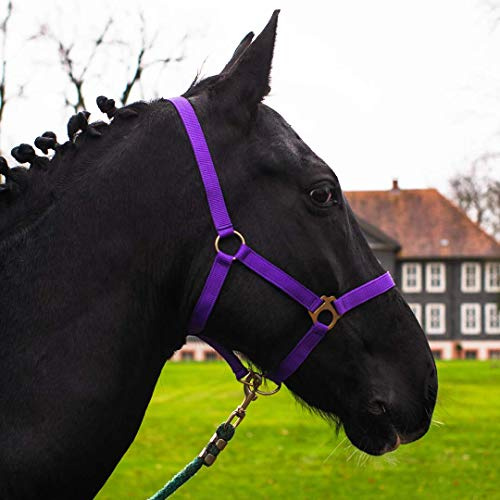 Halter for Horse, Warm-Blood, Thoroughbred, Cold Blood - Stable Halter, Pasture Halter, 2 Adjustable Positions on Chin Strap and Headpiece, Safe & Tear-Resistant (Purple, Shetland Pony (Shety)