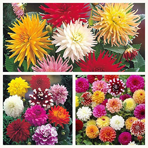 Mixed Dahlia Tubers. Mixture of Beautiful Bright Dahlias. Stunning in Summer (5) Easy to Grow