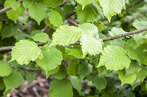 Corylus avellana 'Nottinghams Früheste' 60-100 cm - Haselnuss, frühe Ernte, ideal für Hecken und Gärten, winterhart und pflegeleicht