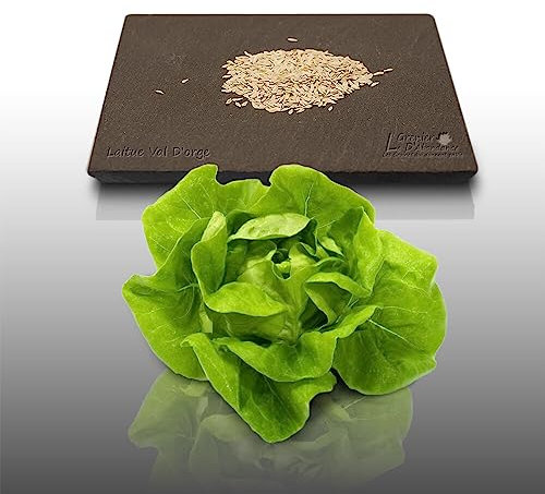 500 graines à semer - Le Grenier d'Abondance - LAITUE POMMEE Val d'Orge - Lactuca sativa