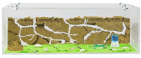 AntHouse - Natural Sand Ant Farm | Acrylic Big Starter Kit | Educative Ant Hill | 11.81 x 5.91 x 3.94 in