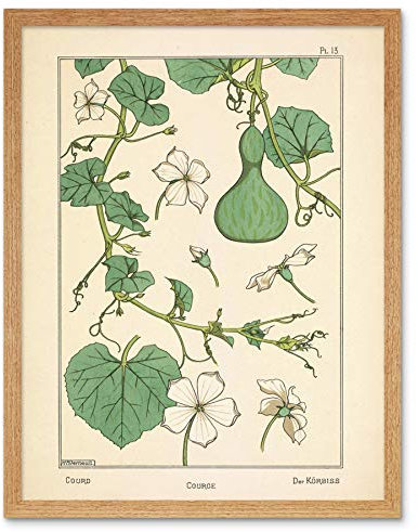 Verneuil Ornamental Gourd Squash Plant Design Art Print Framed Poster Wall Decor 12x16 inch