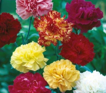 Pcs - 25x Girofle Grenadine Mix Dianthus Graines KS608 - Seeds & Plants Shop by Ipsa