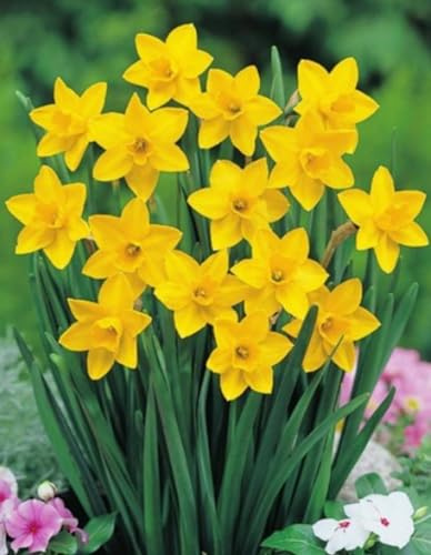100 Narzissen Sweetness Blumenzwiebeln Narcissus
