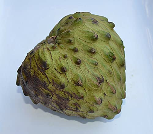 Mela di zucchero - Cherimoya - Annona cherimola - Mela cannella - 5+ semi