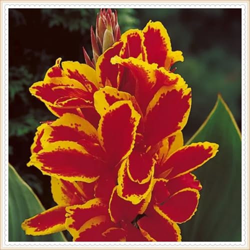 Bulbi gigli di canna: crea uno splendido giardino con questi preferiti perenni - 1 lampadina A