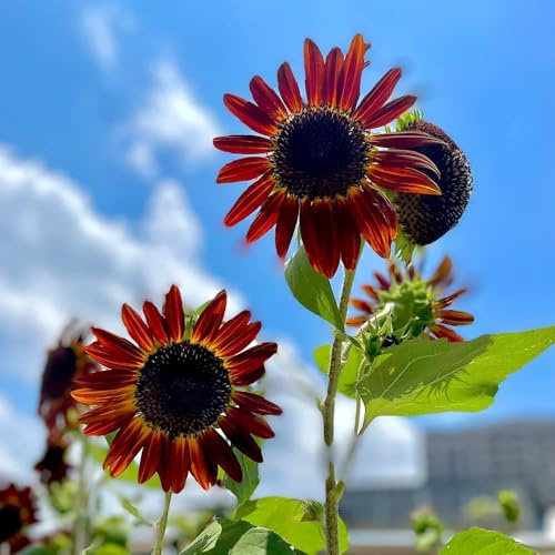 semillas de girasol orgánicas - perennes resistentes, Comprar decorativas y primavera jardín, 180pcs