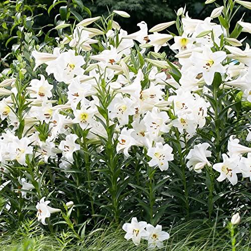 2 Stück lilien zwiebeln weiß - Seltene Pflanzen serie - gartenpflanzen kübelpflanzen geschenke für gartenfreunde kübelpflanzen winterhart mehrjährig blumen garten pflanzenkübel