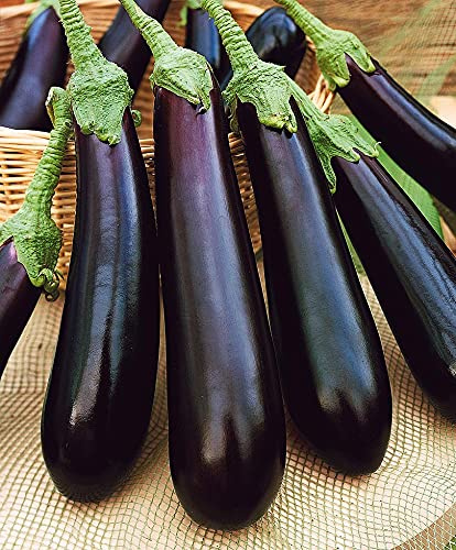 CEMEHA SEEDS - Seeds Eggplant Aubergin Black Long Pop Thai Non GMO Vegetable for Planting