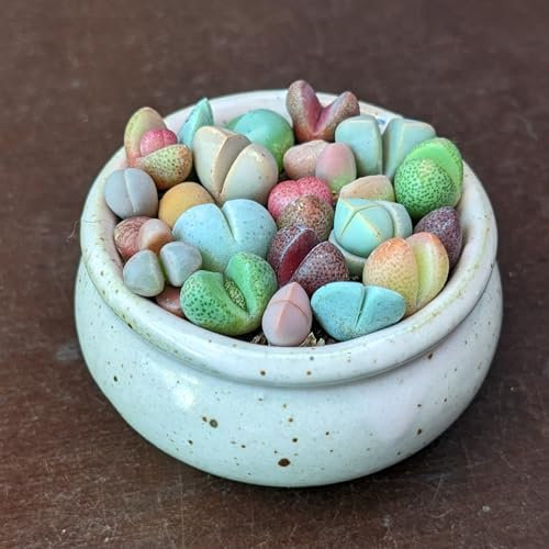 Pierres Précieuses Vivantes - Sunnyplants, Mélange de plantes Lithops, Plantes Lithops, Succulentes mini, Pierres vivantes, Lithops, Mini Plantes, Mesembs (20)