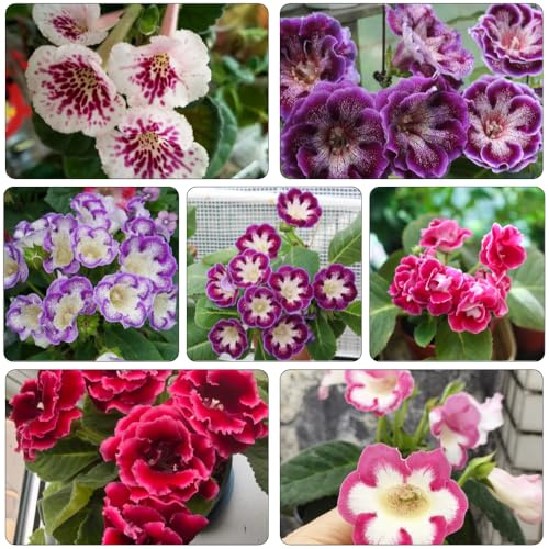 gloxinia silvestres, siembra otoño, semillas silvestres interior verano semillas interior 200pcs