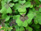 Glücksklee Oxalis deppei Iron Cross Glücksbringer 75 Blumenzwiebeln