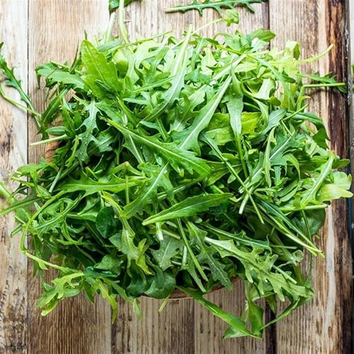 Rocket Arugula Seed 4 Oz~56,800 – Heirloom, Non-GMO, 40–50 Days to Maturity, Slow Bolting, Spicy Flavor, Easy to Grow, Microgreens or Garden Use, Eruca vesicaria SSP. Sativa
