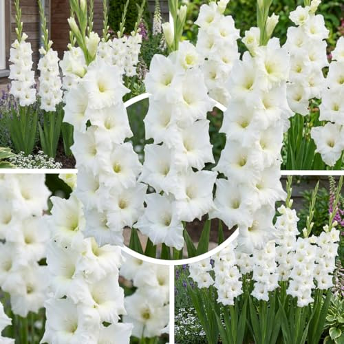 FLORIUM Gladiolen Weiß, 10 Zwiebeln aus Holland, echte große Gladiolenpflanzen für Garten und Töpfe (keine Samen, nicht künstlich und winterhart)