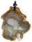 budawi® - Fossiles Holz Anhänger Scheibe mit Lederband, Kettenanhänger versteinertes Holz
