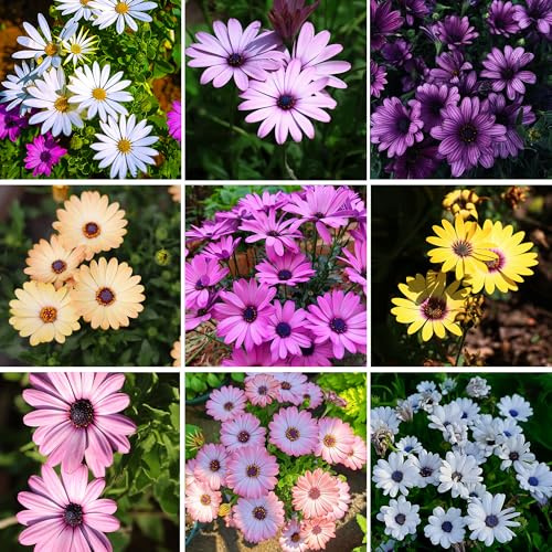 Mixrug African Daisy Seeds for Planting, 148pcs Osteospermum Daisy Seeds Non-GMO Heirloom Perennial Rare Colorful Flower Plants, Open Pollinated Beauty Home Garden Flowers for Outdoors