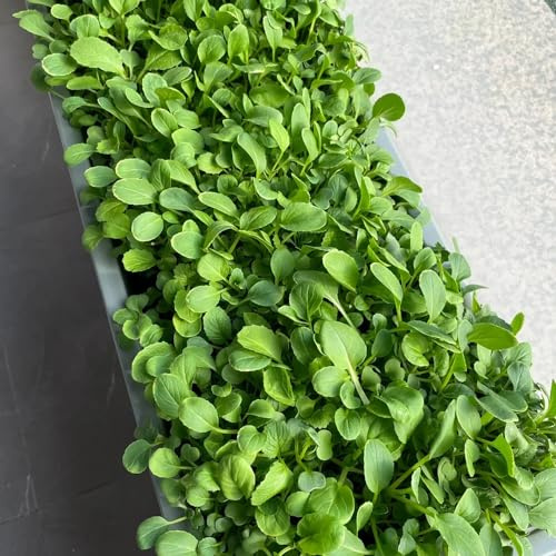 cavolo cinese, semi di pak choi, sostenibili verdi raro vecchie varietà di resistenti invernali aromatiche da giardino resistenti per 350pcs