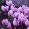 5 Bulbi di Ciclamino Cyclamen hederifolium neapolitanum Bulbi (5)