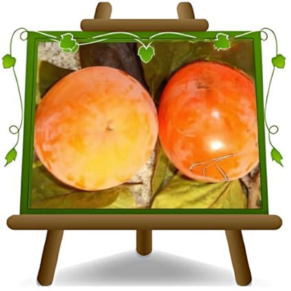 EURO PLANTS VIVAI kaki Tipo Plante Fruitier en pot 24/26 cm hauteur maximale 180 cm - Âge 4 ans